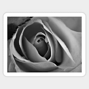 A rose in black and white Sticker